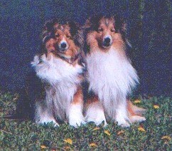 Ringo and his mom Sugar, Trademarks How Sweet It Is who is our foundation female.