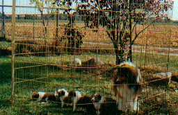 Sugar with her first litter.