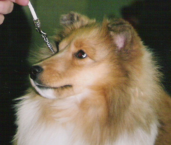 Ringo's son Hero at 6 months