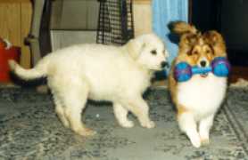 Ringo as a puppy playing with a pyr while it's still his size!