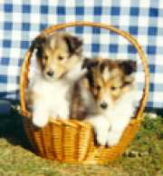 Ringo and Jessie as puppies