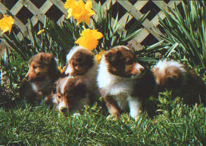Spring puppies