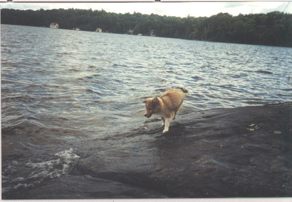 Dakota playing in the water