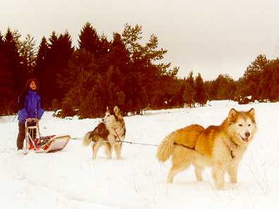 Two Mackenzies out for a run