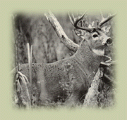 Otter Creek Bowmen - Mildmay, Ontario