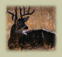 Otter Creek Bowmen - Mildmay, Ontario