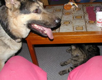 Photo of Benz visiting a kitty