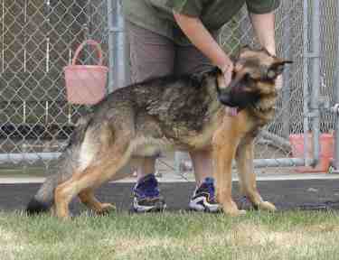 This is photo of Buddy