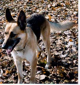 This is photo of Spirit