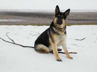 This is photo of Targa