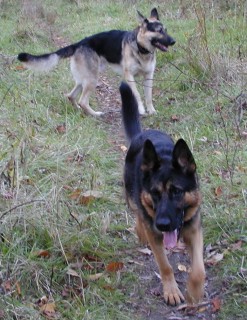 Photo of Benz enjoying a walk with other dogs