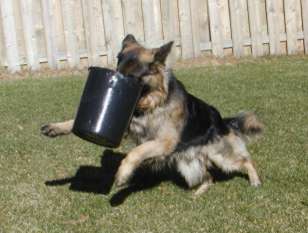 Rex is enjoying his bucket.