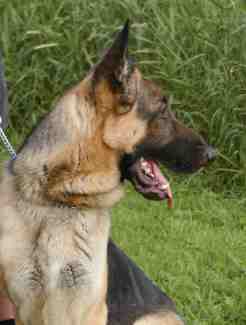 This is photo of Ty-Bo