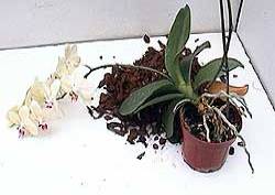 Phalaenopsis orchid in need of re potting