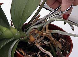 Removing old Phalaenopsis flower spike