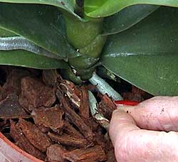 Orchid compost needs to touch the roots