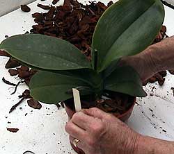 Labelling orchid