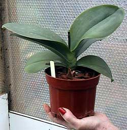 Re Potted Phalaenopsis