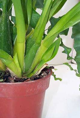  2000 Orchid-Guide.com