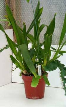  2000 Orchid-Guide.com