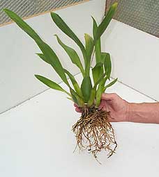  2000 Orchid-Guide.com