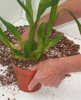  2000 Orchid-Guide.com