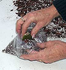  2000 Orchid-Guide.com