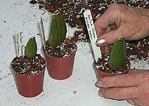  2000 Orchid-Guide.com