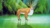 mononoke34.jpg (82110 bytes)