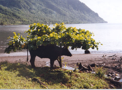 Cow under a shade tree