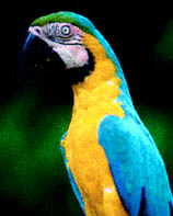 Esto es parte de la fauna que encuentras en el Choc