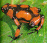 fauna del Choc: Rana venenosa del gnero Dendrobates