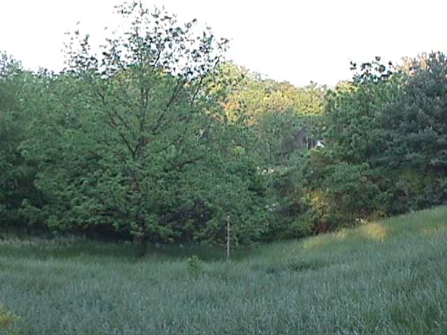 The Meadow of Truth II