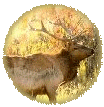 Elk Pictures