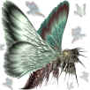 Moth.jpg (127309 bytes)