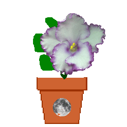 The Site Fights Spirit Flowers