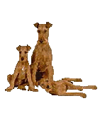 Click to join The Irish Terrier Ring