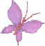 butterfly1a