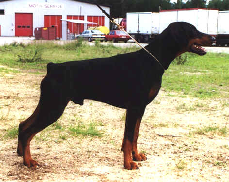 Brutal de lux Baron Blitz