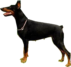 Husky v Les Deux Peupliers