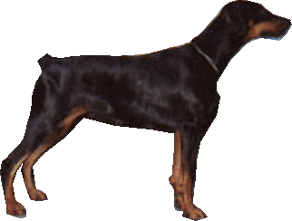 Kraftk�llans Beauty