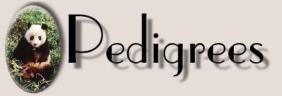 pandahead.jpg (11480 bytes)