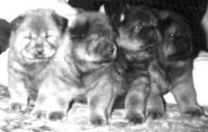 1lit.JPG (9754 bytes)