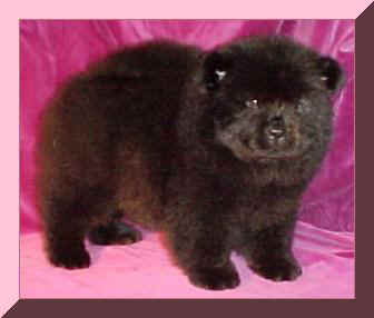 Canton Black Magic Woman (12137 bytes)