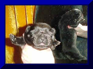 hmboy1wkfr.JPG (13221 bytes)