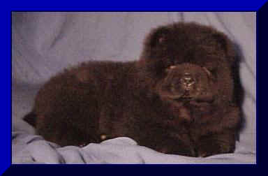 hmg1cfr.JPG (8921 bytes)