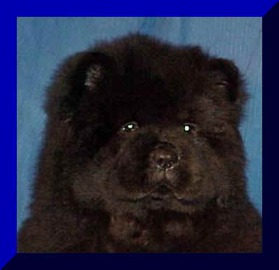 hmg2afr.JPG (11151 bytes)