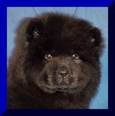 hmg3cfr.JPG (12982 bytes)