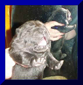 hmgirl1wk2fr.JPG (15866 bytes)