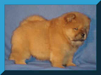 melvinpupfr.JPG (8956 bytes)